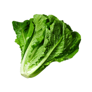 White Cabbage